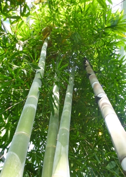 Sukkulente Palmen winterharter Riesenbambus Größter Bambus der Welt Samen 