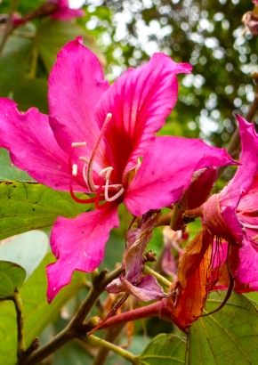 Artikel-Bild-Purpur-Orchideenbaum