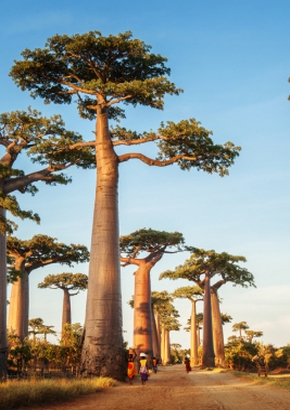 Madagaskar-Baobab