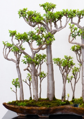 B - Madagaskar-Affenbrotbaum