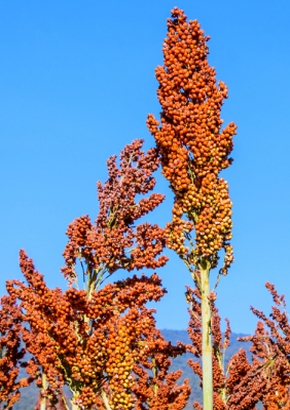 Artikel-Bild-Mais - Besenmais / Mohrenhirse `Red Broom Corn`