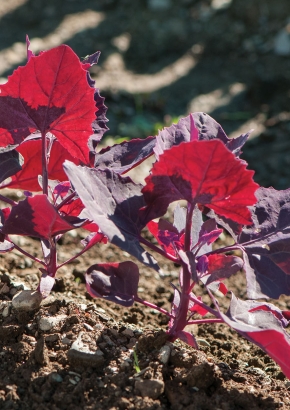 Artikel-Bild-Exot - Ruby Red Orach / Rote Gartenmelde