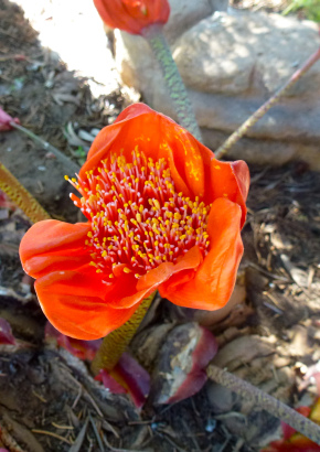 Artikel-Bild-Blutblume / Pinsel-Lilie