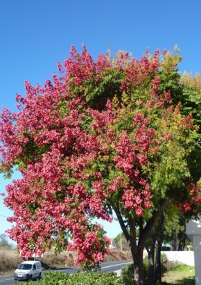 Artikel-Bild-China Tree / Lackbaum