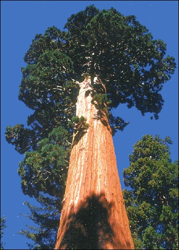 Berg-Mammutbaum