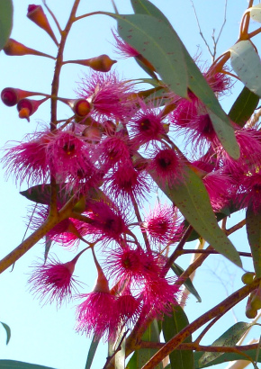 Artikel-Bild-`Pink Iron Bark`Eukalyptus
