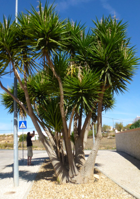 Giant-Yucca