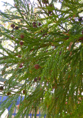 Artikel-Bild-Sugi-Cedar / Japanische Sicheltanne