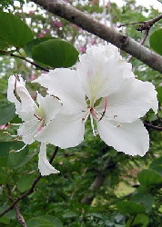Weißer Orchideenbaum