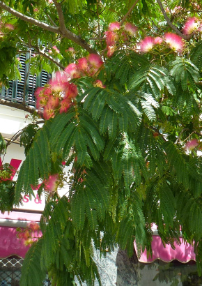 Schlafbaum-Pink