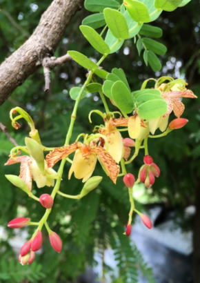 Tamarinde / Indischer Dattelbaum
