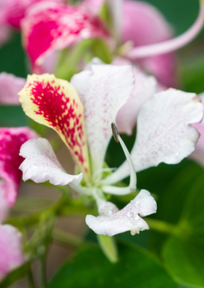 Kleiner Orchideenbaum / Pink