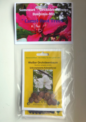 Artikel-Bild-Samenset-Orchideenbäume