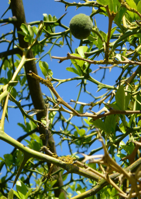GUT Garten Baum  Samen Rarität seltene Pflanzen Exot Lampion-Baum winterhart 