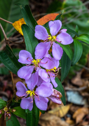 Artikel-Bild-Singapur- Rhododendron
