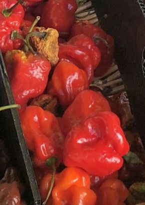 Artikel-Bild-PA-Chili "Ghost Pepper" / Bhut Jolokia