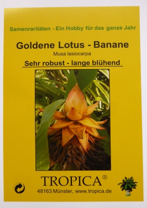 Bananen - Samenset / 7 Tüten - 1536 - 237 - 0 - 1