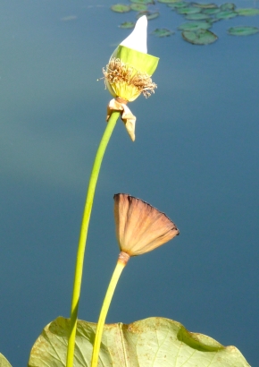 Weisse Lotusblume - 1601 - 316 - 2 - 3