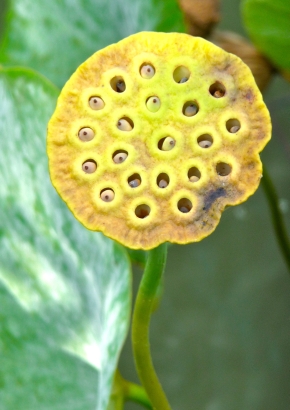 Weisse Lotusblume - 1601 - 314 - 0 - 1