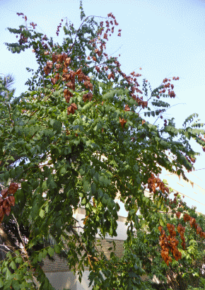 China Tree / Lackbaum - 1631 - 615 - 6 - 7