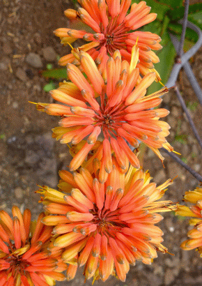K - Nubische Aloe - 1634 - 325 - 1 - 2