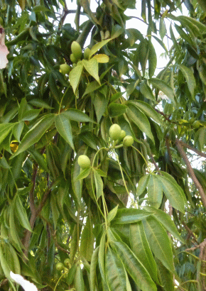 Südamerikanischer Flaschenbaum - 1638 - 333 - 3 - 4