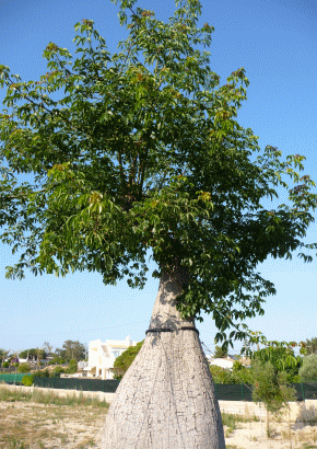 Südamerikanischer Flaschenbaum - 1638 - 331 - 1 - 2