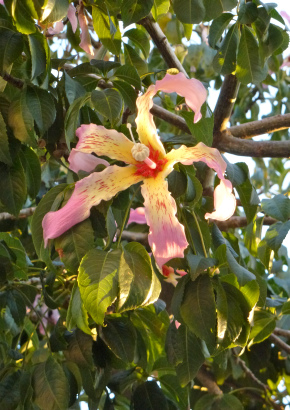 Brasilianischer Florettseidenbaum - 1439 - 401 - 1 - 2