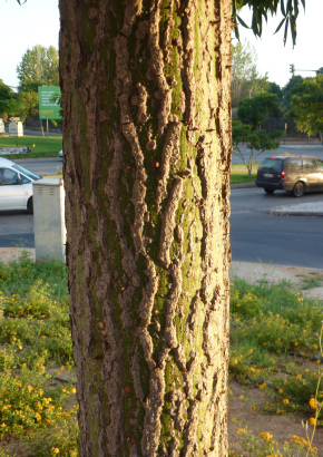 Brasilianischer Florettseidenbaum - 1439 - 403 - 3 - 4