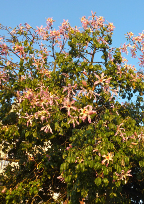 Brasilianischer Florettseidenbaum - 1439 - 405 - 5 - 6