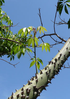 Brasilianischer Florettseidenbaum - 1439 - 1232 - 8 - 9