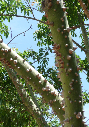 Brasilianischer Florettseidenbaum - 1439 - 405 - 5 - 6