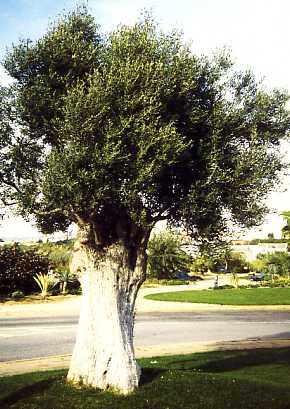 Ölbaum / Olive - 1357 - 1150 - 6 - 7