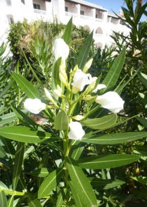 Oleander - 1670 - 500 - 7 - 8