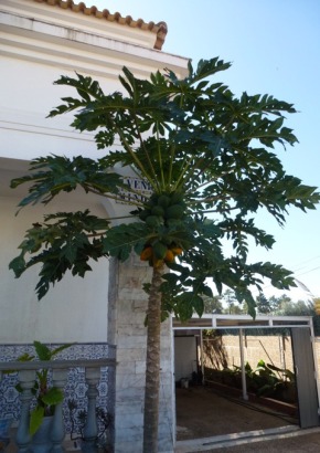 Tropischer Melonenbaum - 1672 - 846 - 7 - 8