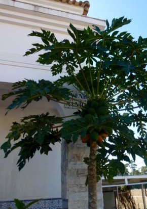 Tropischer Melonenbaum - 1672 - 1193 - 8 - 9