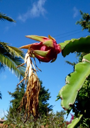 K - Südamerikanischer Pitahaya-Kaktus - 1489 - 579 - 1 - 2