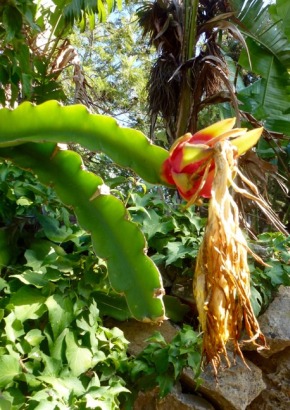K - Südamerikanischer Pitahaya-Kaktus - 1489 - 582 - 4 - 5