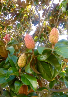 Großblütige Magnolie - 1354 - 629 - 0 - 1
