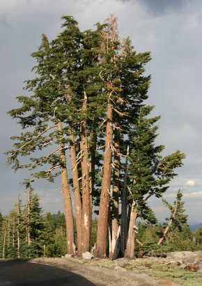 TROPICA - 110 Samen / Sonderselektion Riesen-Mammutbaum Sequoiadendron gigantea