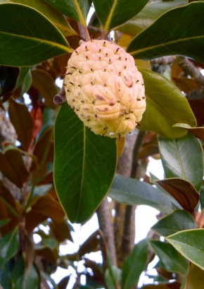 Großblütige Magnolie - 1354 - 635 - 5 - 6