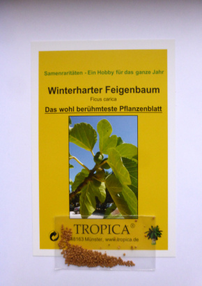 Winterharter Feigenbaum - 1353 - 1012 - 3 - 4