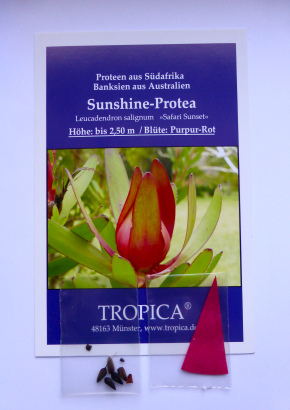 PR - Sunshine-Protea  - 1442 - 876 - 4 - 5