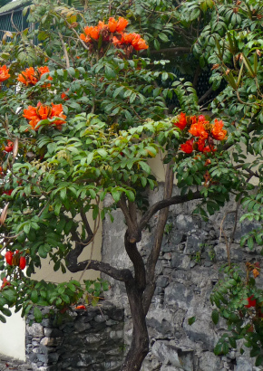 Afrikanischer Tulpenbaum - 1421 - 1156 - 18 - 19