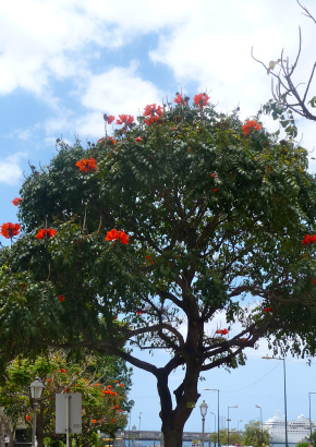 Afrikanischer Tulpenbaum - 1421 - 1156 - 18 - 19