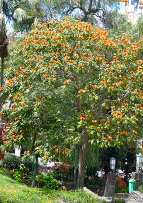 Afrikanischer Tulpenbaum - 1421 - 992 - 14 - 15