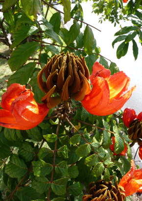 Afrikanischer Tulpenbaum - 1421 - 985 - 7 - 8