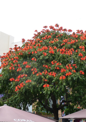 Afrikanischer Tulpenbaum - 1421 - 988 - 10 - 11