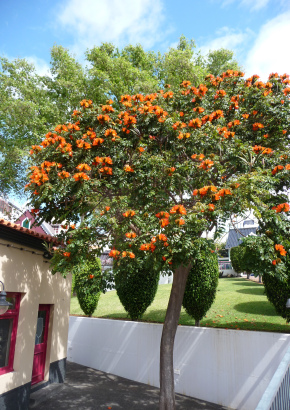 Afrikanischer Tulpenbaum - 1421 - 978 - 0 - 1