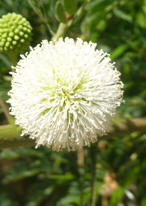 Weißkopf-Mimose - 1299 - 1005 - 6 - 7